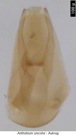 anthobium_unicolor.jpg