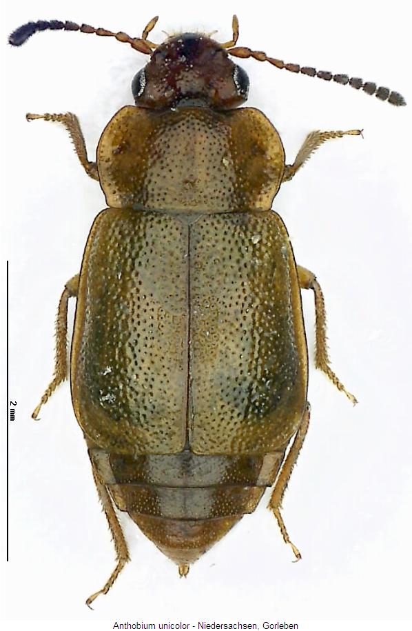 anthobium_unicolor_hab.jpg