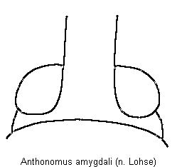 anthonomus_amygdali_k.gif