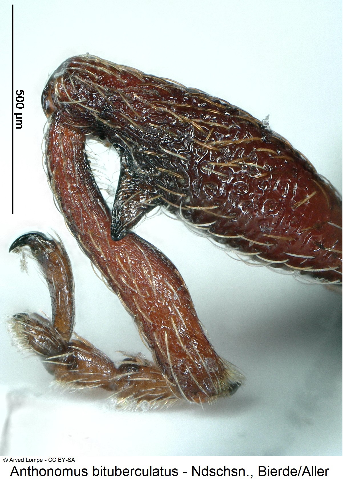 anthonomus_bituberculatus_ck35929849_vb.jpg