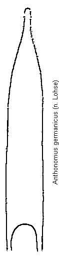 anthonomus_germanicus.gif