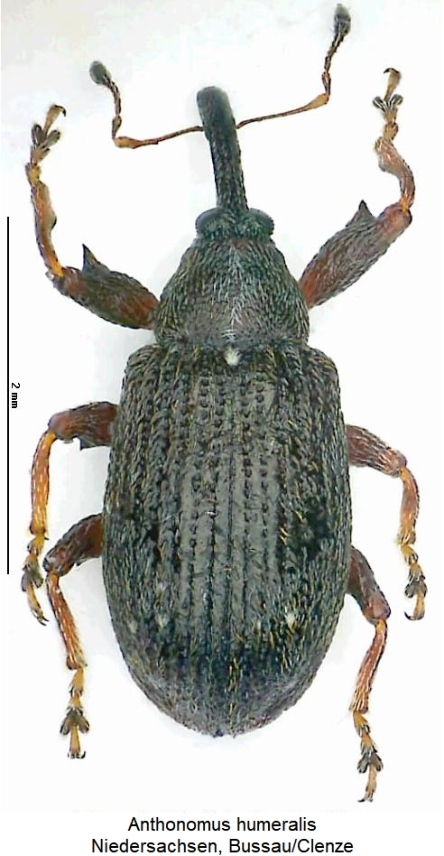 anthonomus_humeralis_hab.jpg