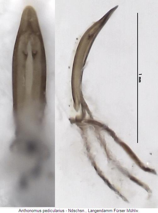 anthonomus_pedicularius.jpg