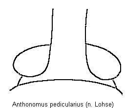 anthonomus_pedicularius_k.gif