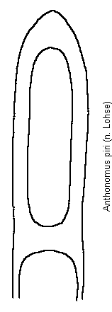 anthonomus_piri.gif