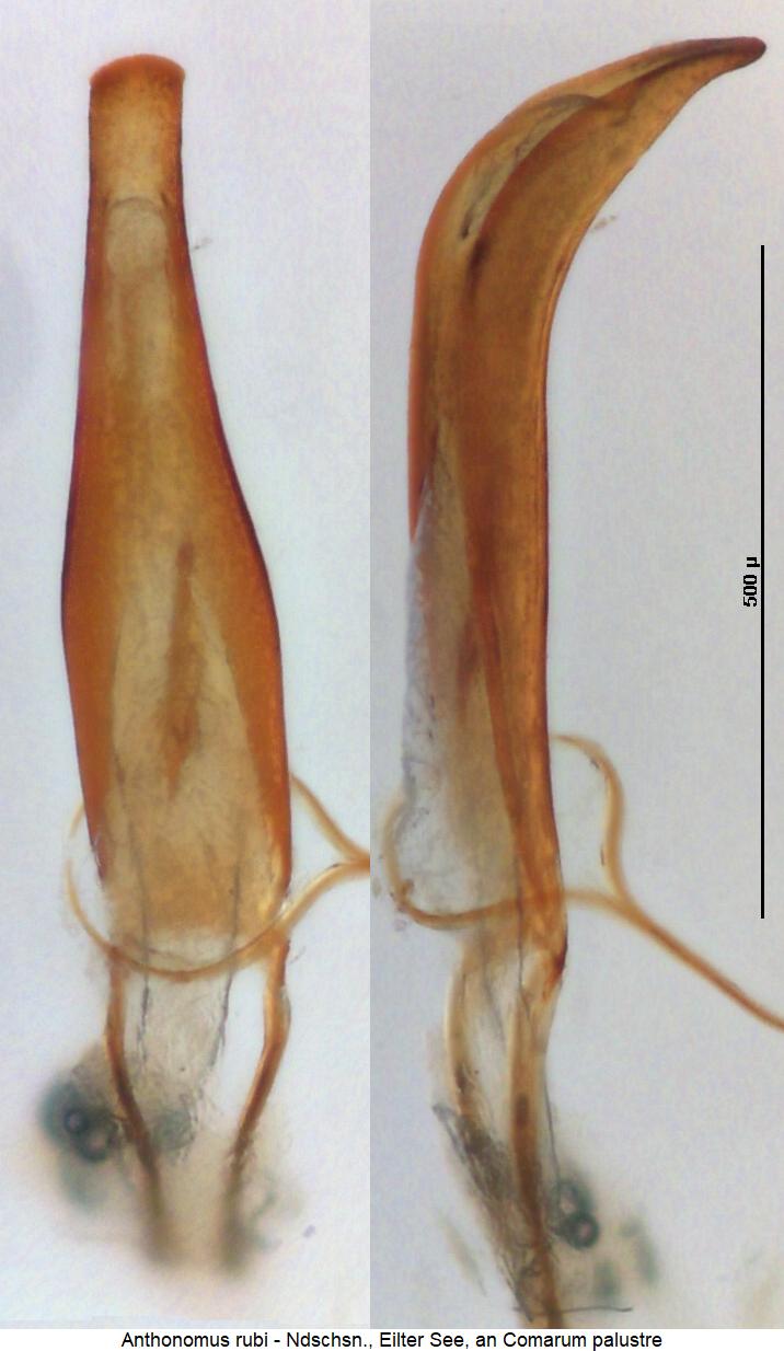 anthonomus_rubi.jpg