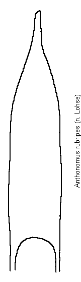 anthonomus_rubripes.gif