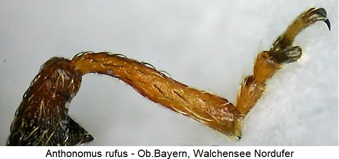 anthonomus_rufus_vschn.jpg