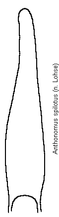 anthonomus_spilotus.gif