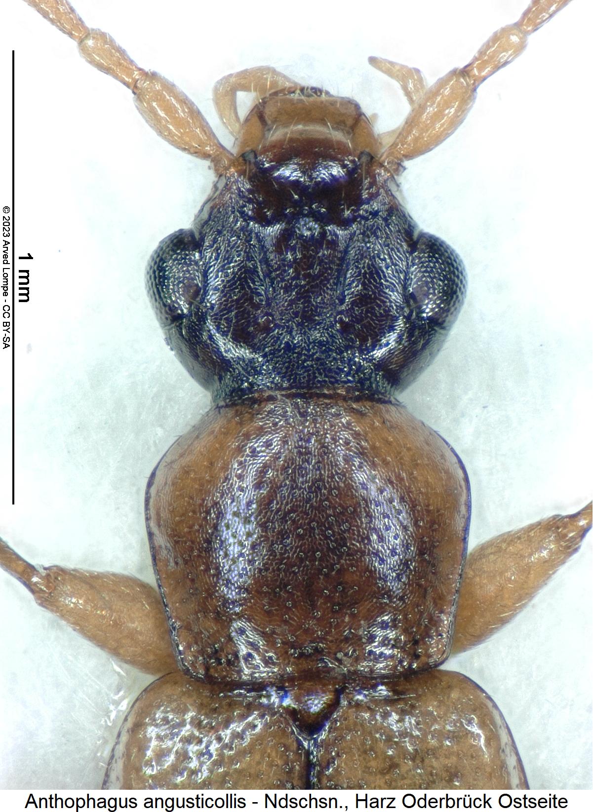 anthophagus_angusticollis_vk.jpg