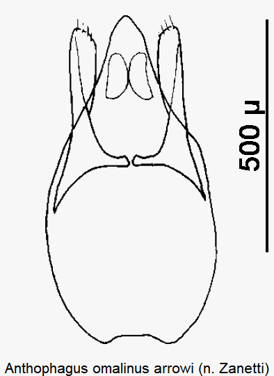 anthophagus_arrowi.gif