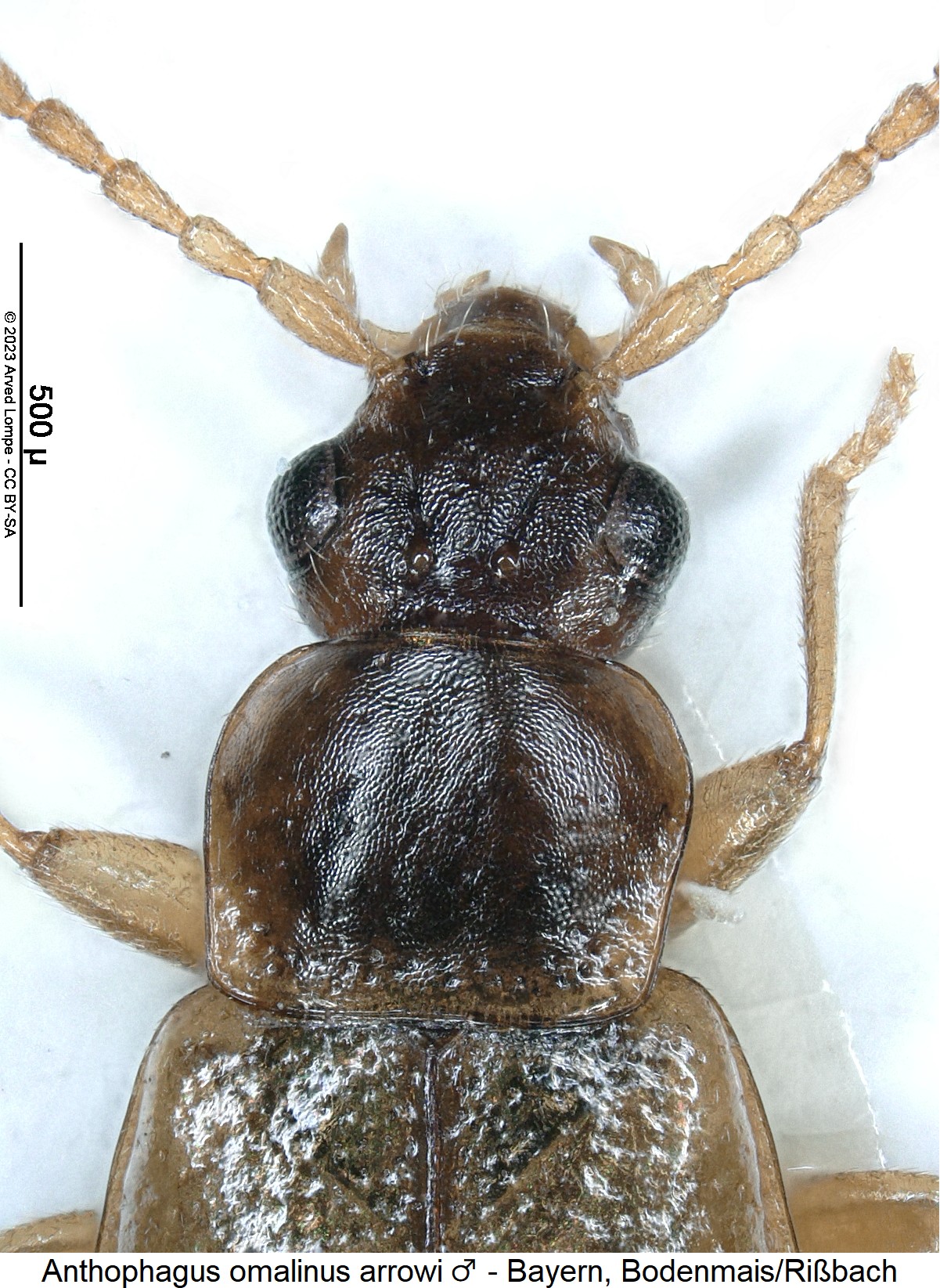 anthophagus_arrowi_m_vk.jpg