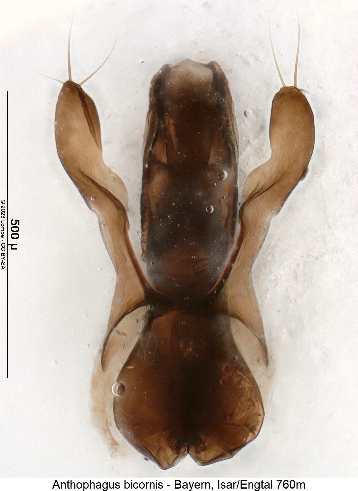 anthophagus_bicornis.jpg