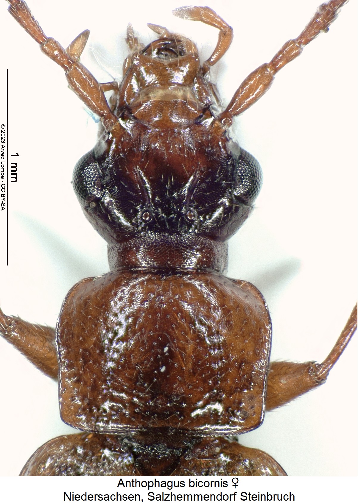 anthophagus_bicornis_w_vk.jpg