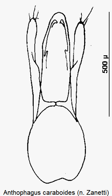 anthophagus_caraboides.gif