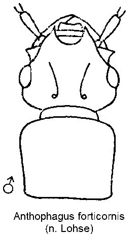 anthophagus_forticornis_m_k.gif