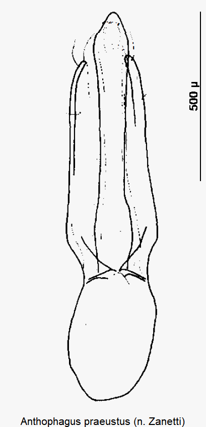 anthophagus_praeustus.gif