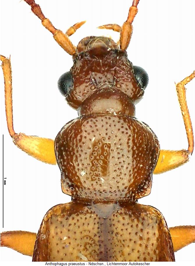 anthophagus_praeustus_vk.jpg