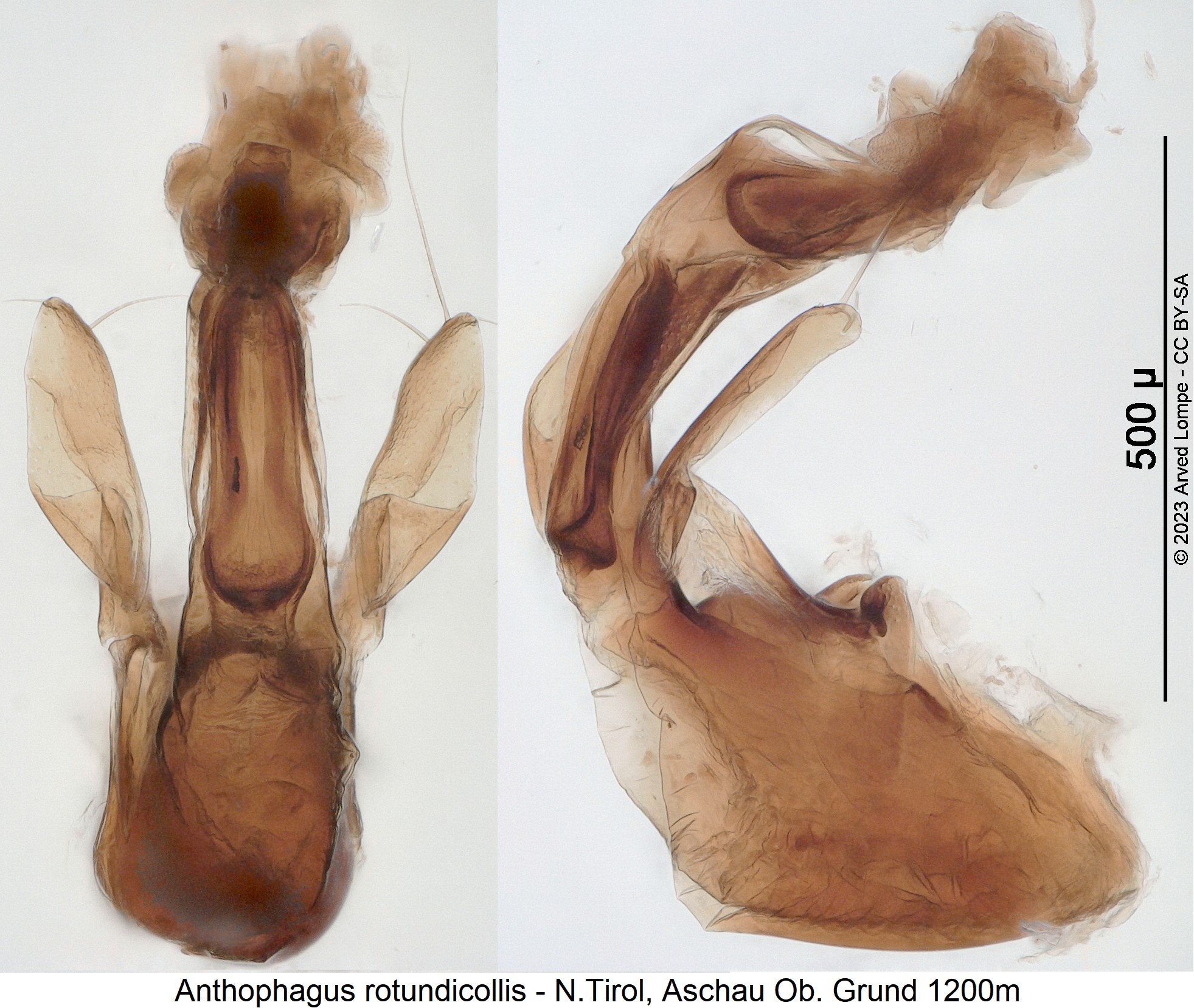 anthophagus_rotundicollis.jpg