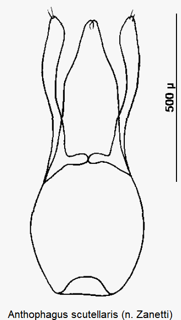 anthophagus_scutellaris.gif
