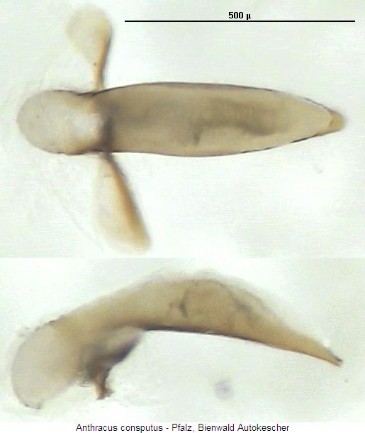 anthracus_consputus.jpg