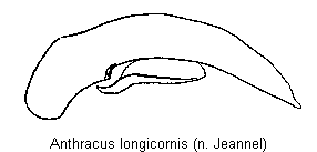 anthracus_longicornis.gif