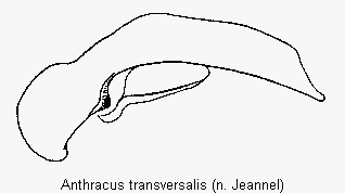 anthracus_transversalis.gif