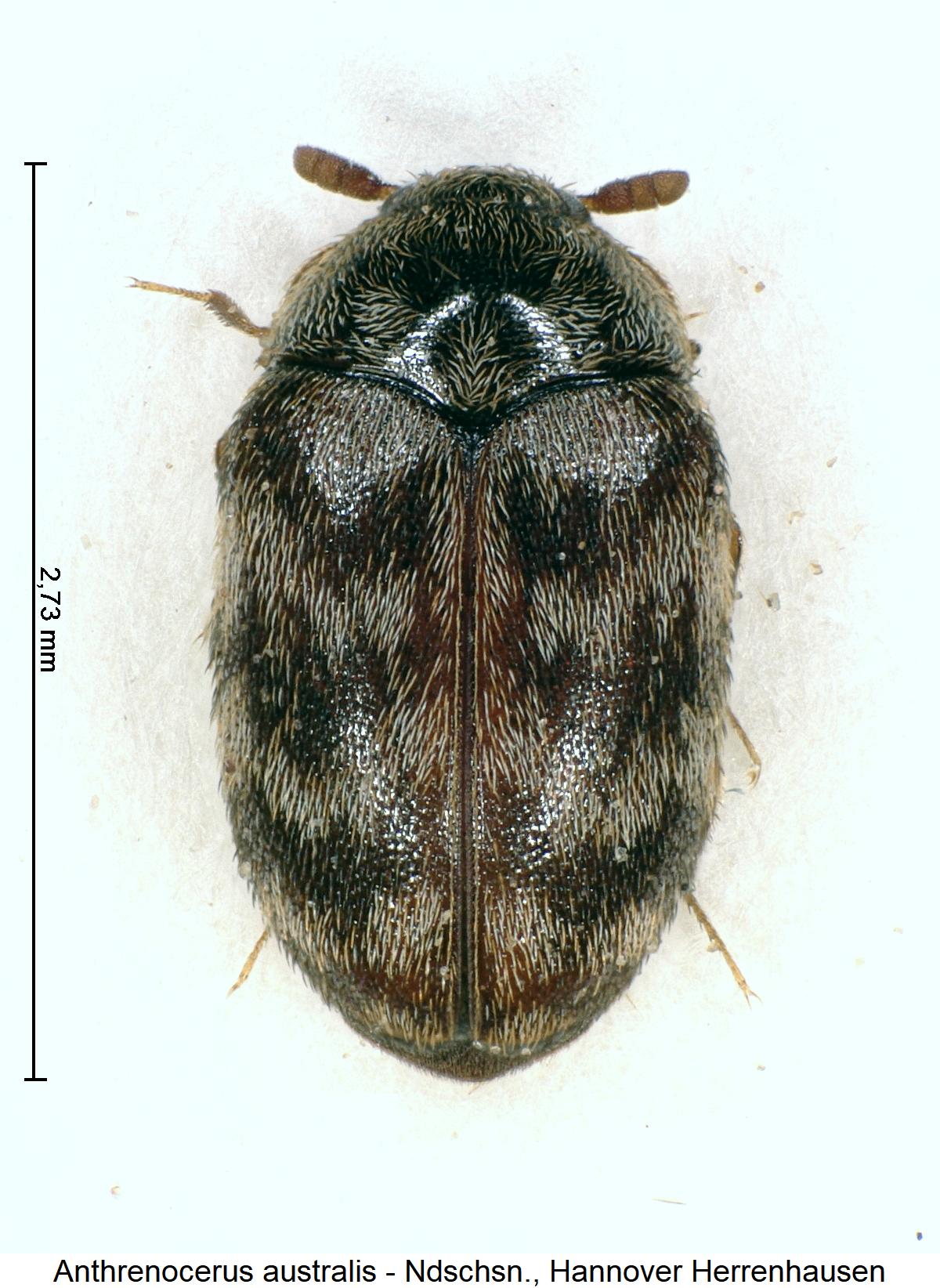 anthrenocerus_australis_hab1.jpg