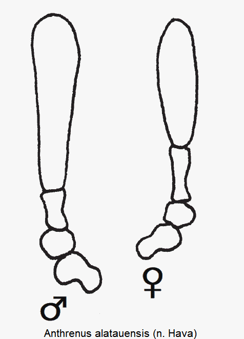anthrenus_alatauensis_f.gif