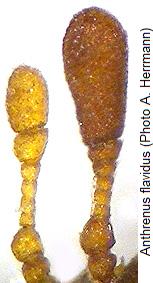 anthrenus_flavidus_antennae.jpg