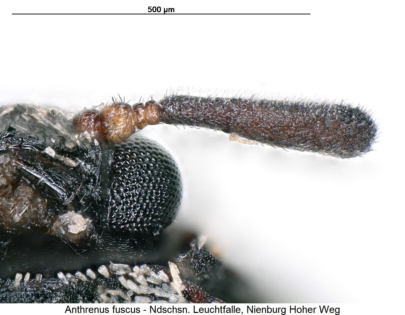 anthrenus_fuscus_m_ck36120336_f.jpg