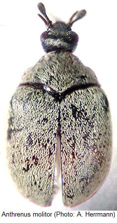 anthrenus_molitor_hab.jpg