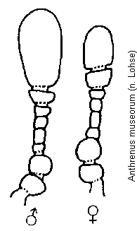 anthrenus_museorum_f.gif