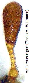 anthrenus_olgae_antenna_male.jpg