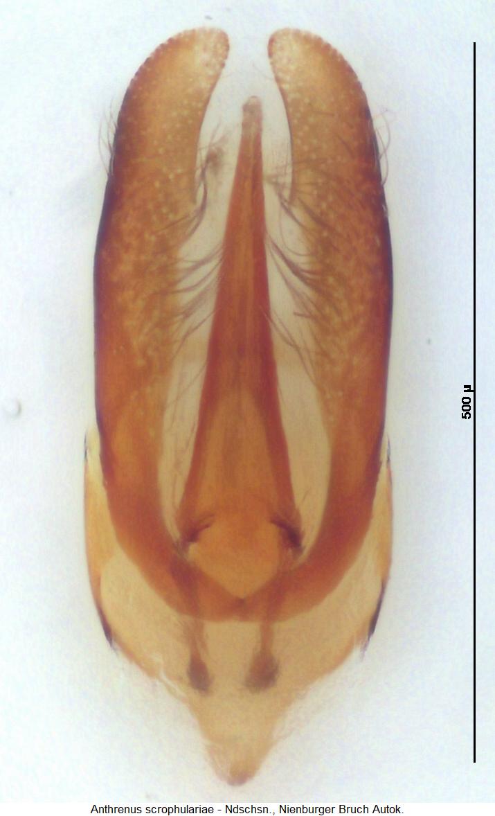 anthrenus_scrophulariae.jpg
