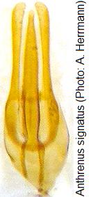 anthrenus_signatus.jpg