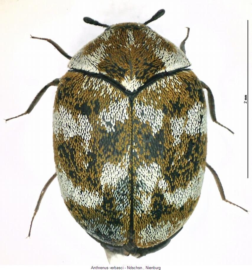 anthrenus_verbasci2_hab.jpg