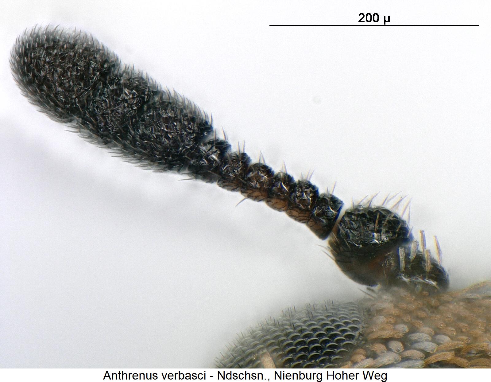 anthrenus_verbasci_f.jpg