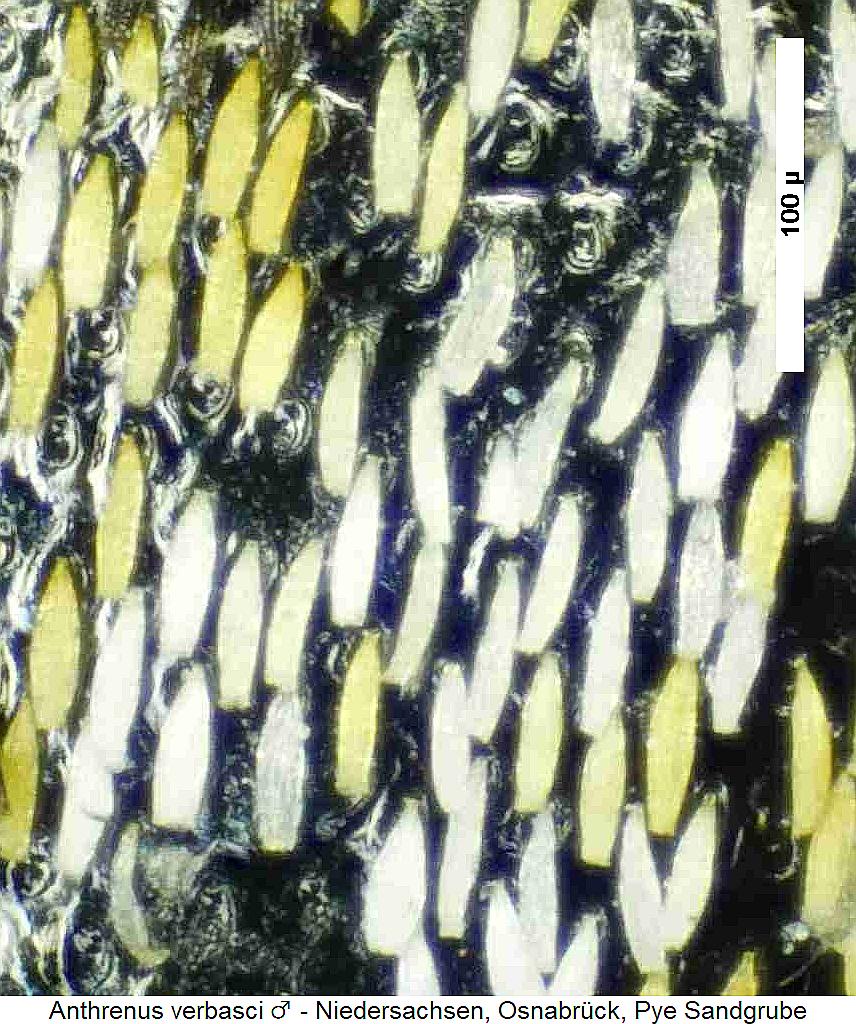 anthrenus_verbasci_ms.jpg