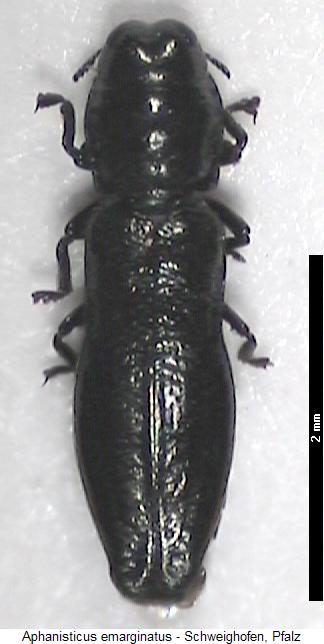 aphanisticus_emarginatus_hab.jpg