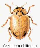 aphidecta_obliterata_hab.gif