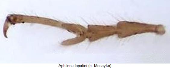 aphilena_lopatini_vtr.jpg