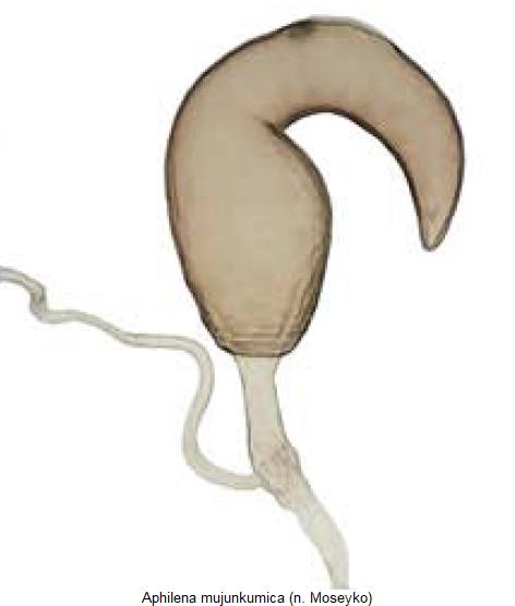 aphilena_mujunkumica_sperm.jpg