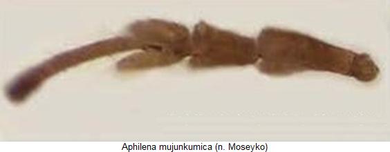 aphilena_mujunkumica_vtr.jpg