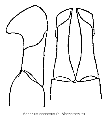 aphodius_coenosus.gif