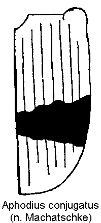 aphodius_coniugatus_fld.gif
