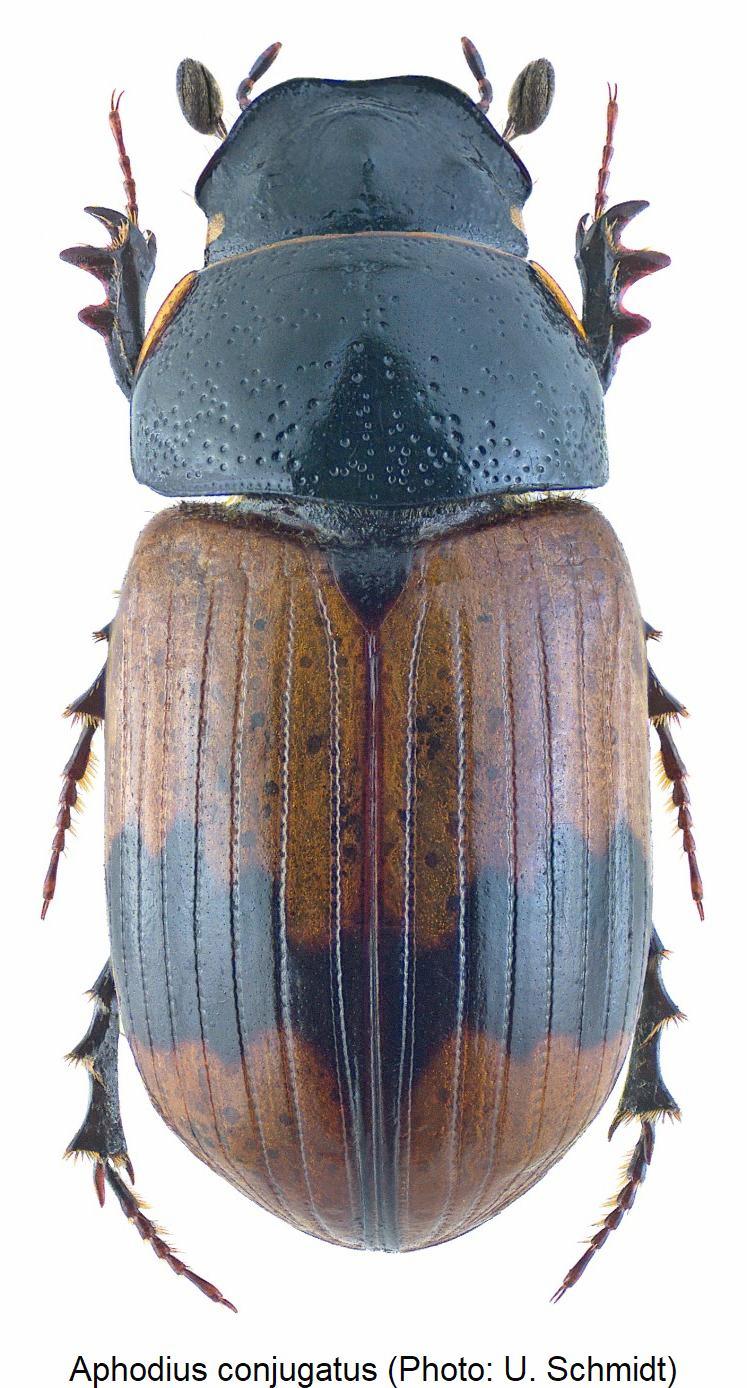 aphodius_conjugatus_hab.jpg