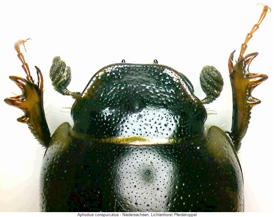 aphodius_conspurcatus_k.jpg