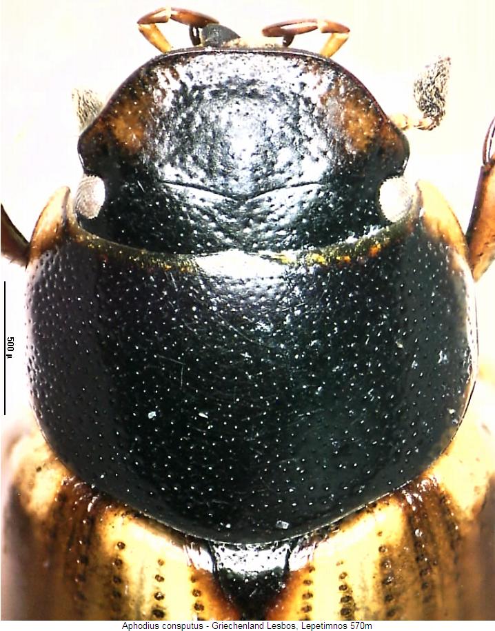 aphodius_consputus_vk.jpg