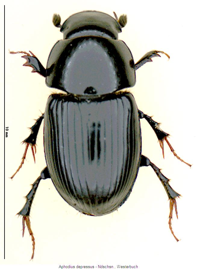 aphodius_depressus_hab.jpg